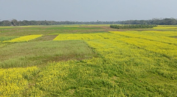 বরিশালে ৩ মৌসুমে অনাবাদি থাকে সাড়ে ৬ লাখ হেক্টর জমি
